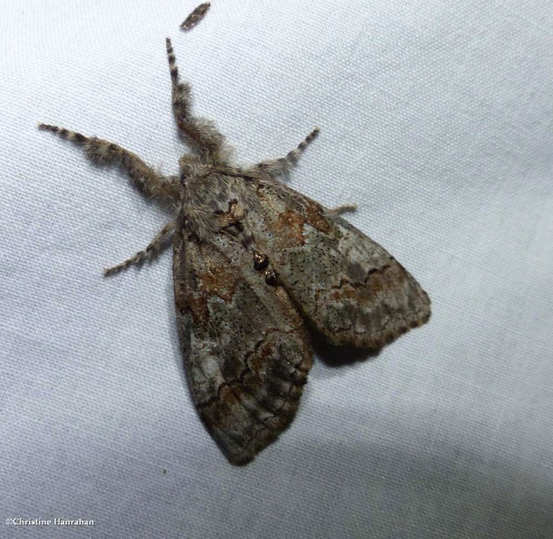 Sharp-lined tussock moth  (Dasychira dorsipennata), #8293
