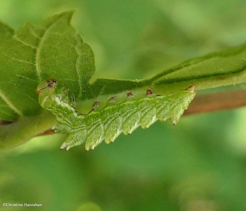 Double-toothed prominent moth caterpillar   (Nerice bidentata),  #7929