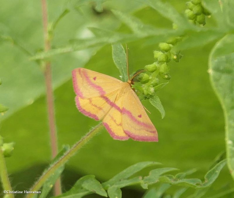 Chickweed geometer moth (Haematopis grataria)