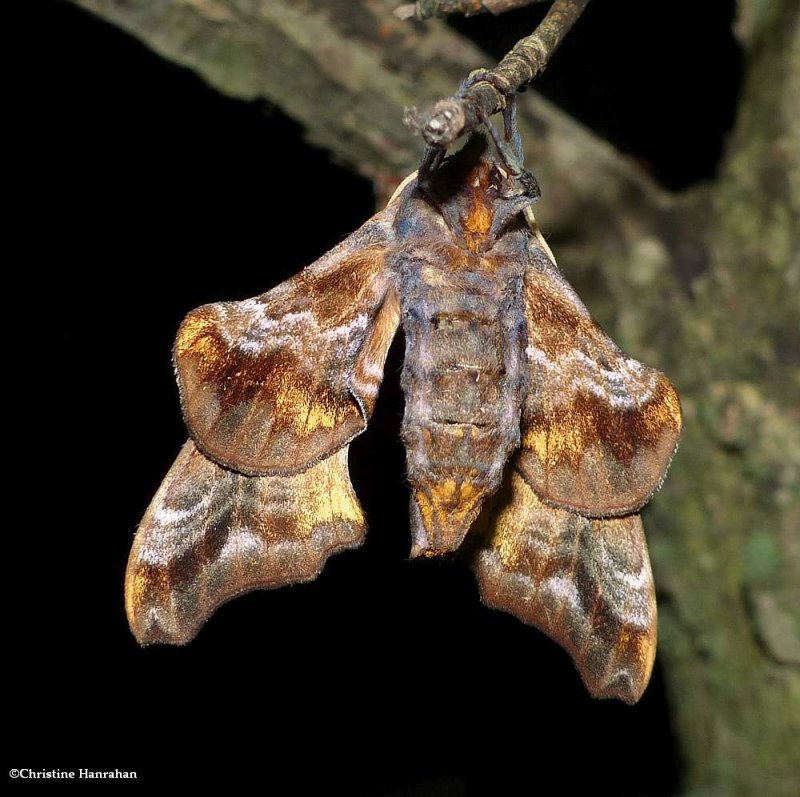 Small-eyed sphinx moth  (Paonias myops), #7825