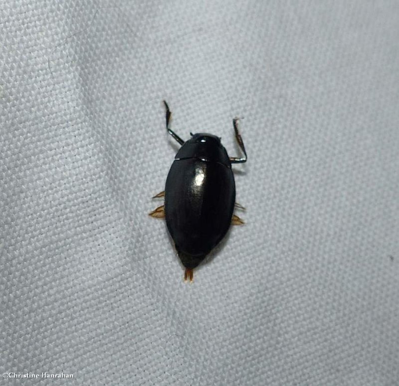 Whirligig beetle (Dineutus)