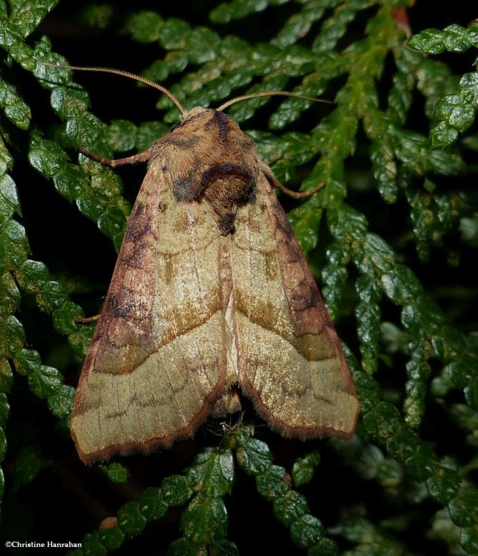 Figwort borer moth (Hydraecia stramentosa), #9516