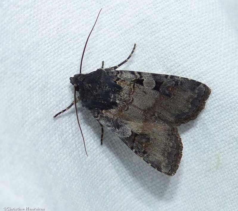 Noctuid moth (Euxoa albipennis), #10807