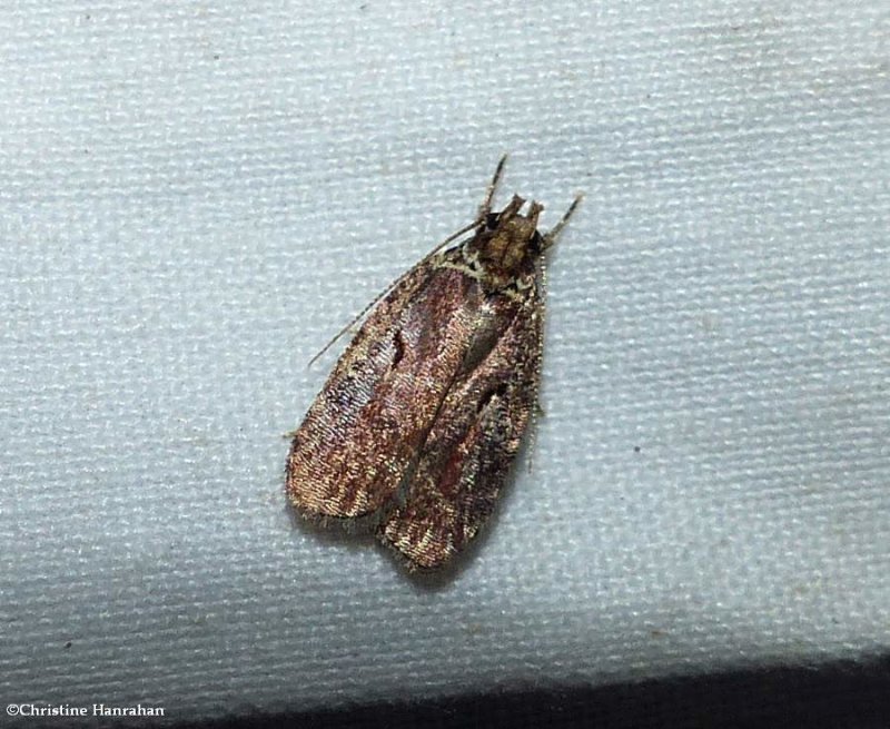 Twirler moth (Agonopterix lythrella), #0857