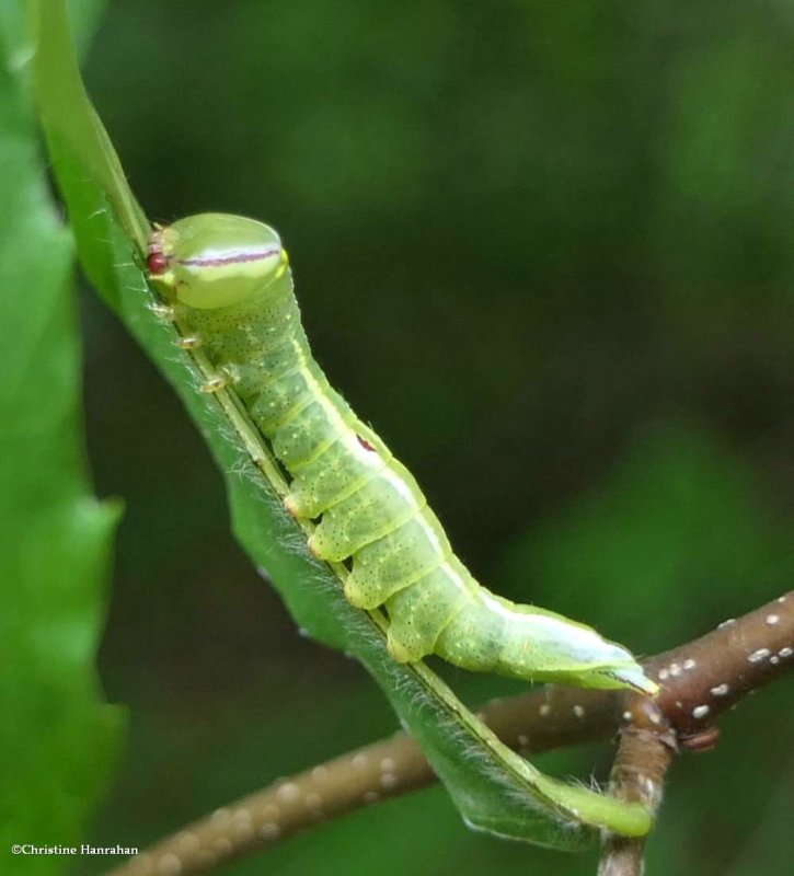 Saddled prominent moth caterpillar (Heterocampa guttivitta), #7994