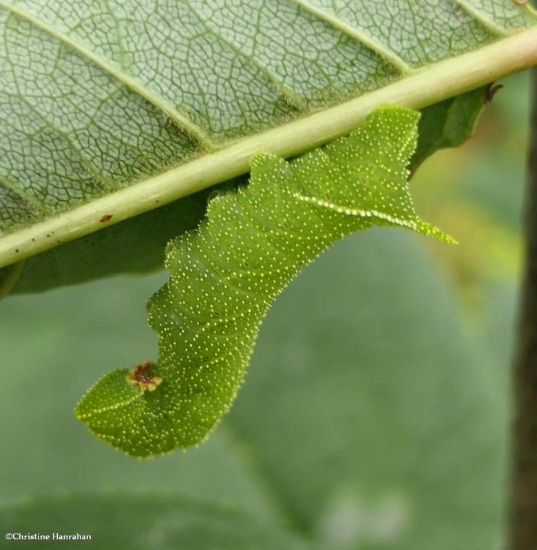 Blinded sphinx moth caterpillar (Paonias excaecata), #7824