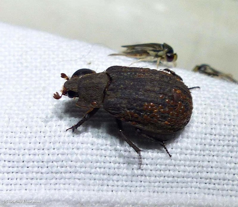Hide Beetles (Family:  Trogidae)