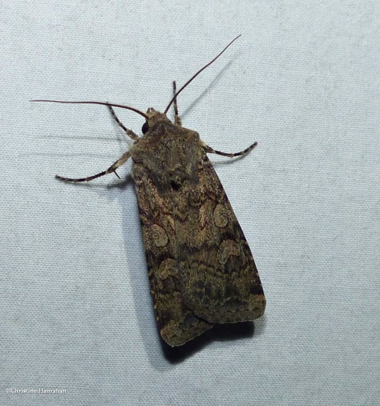 Reaper dart moth  (Euxoa messoria), #10705