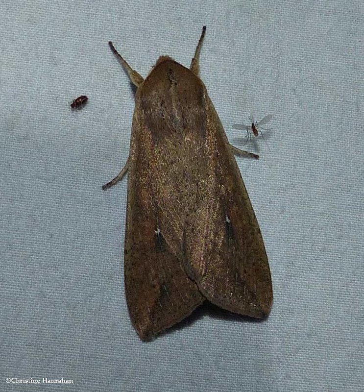 White speck moth  (Mythimna unipuncta), #10438
