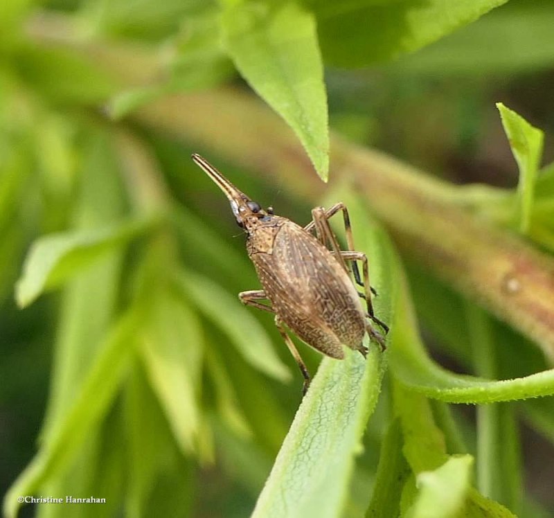 Partridge bug (Scolops sulcipes)
