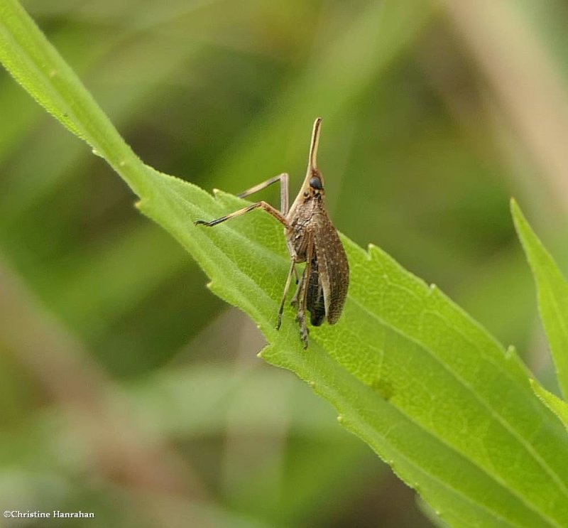 Partridge bug (Scolops sulcipes)