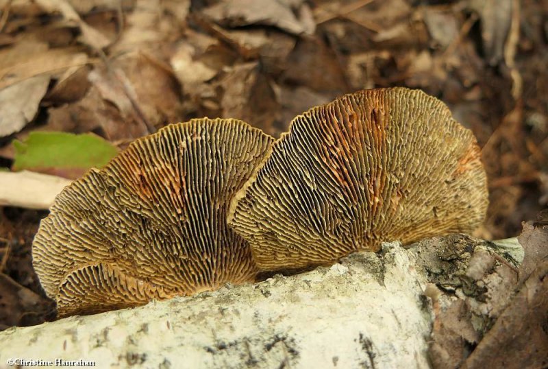 Polypore (Lenzites sp.)