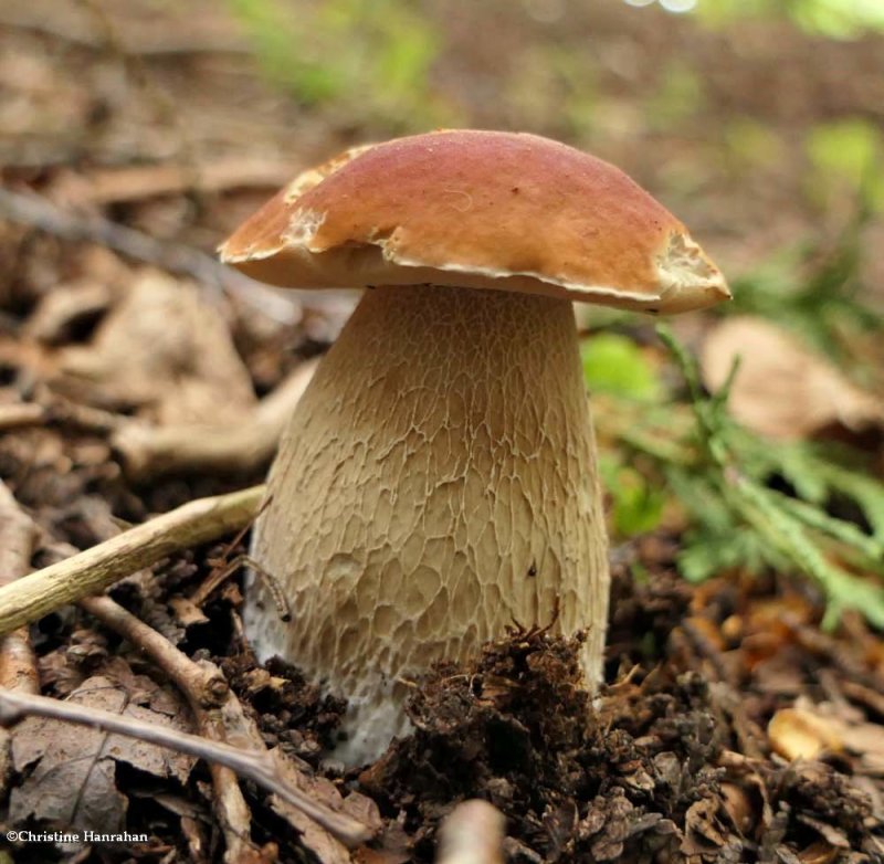 Bolete Mushrooms (Boletus)