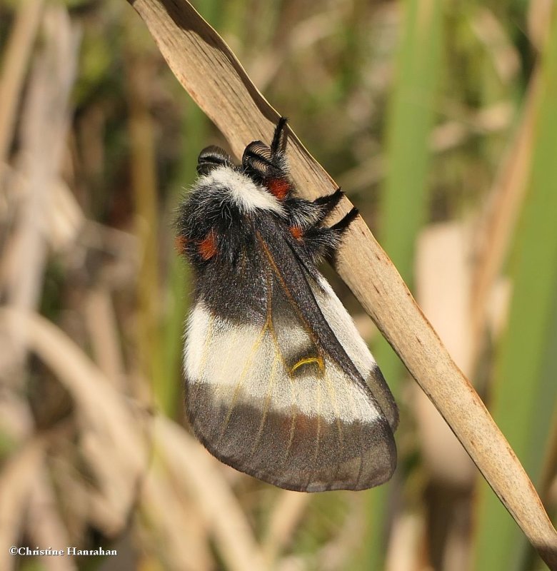 Bog buckbean moth (Hemileuca)