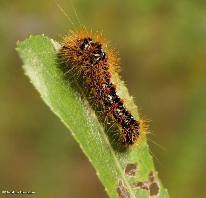 Smartweed caterpillar (Acronicta oblinita)