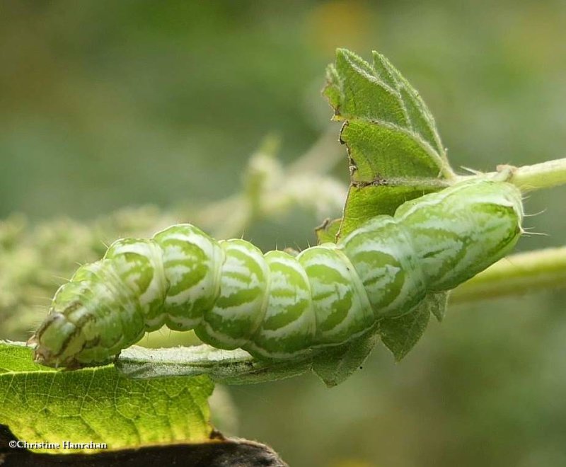 Spectacled nettle moth caterpillar (Abrostola urentis), #8881