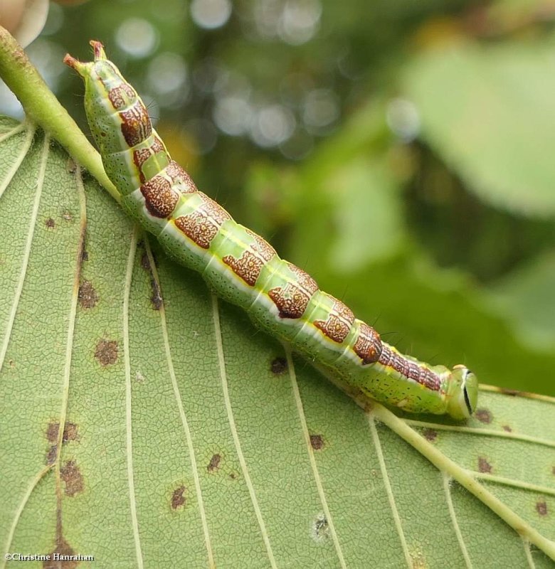 Prominent moth caterpillar (Lochmaeus) sp.)