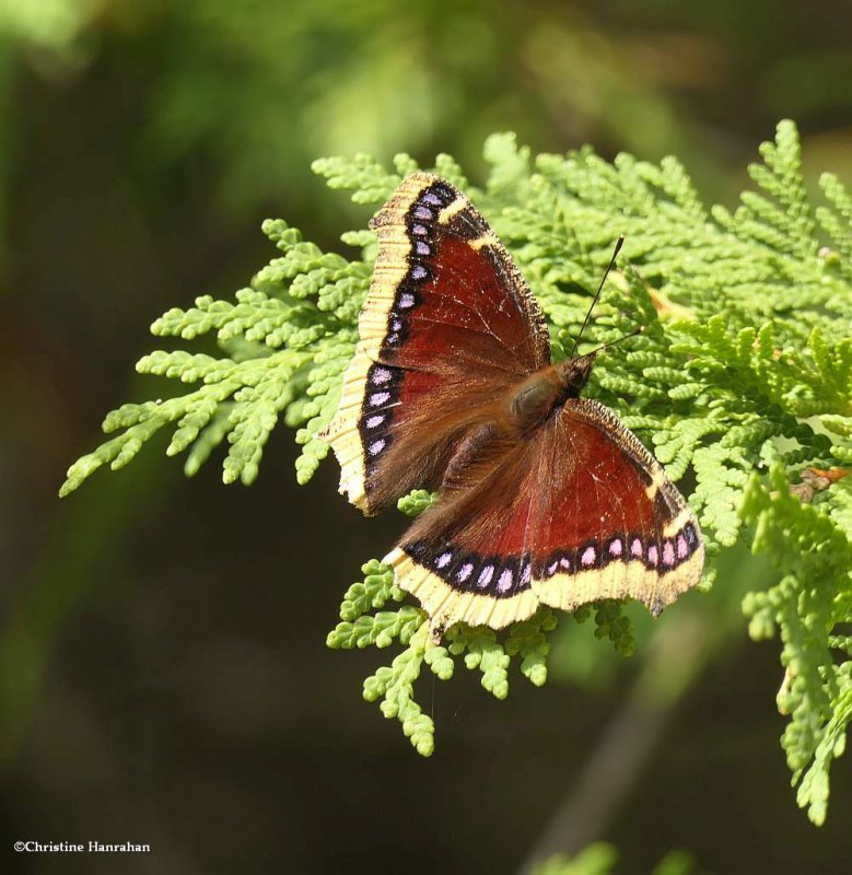 Mourning cloak butterfly (Nymphalis antiopa)