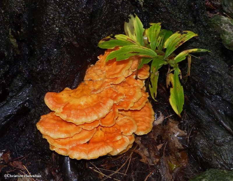 Chicken-of-the-woods (Laetiporus)