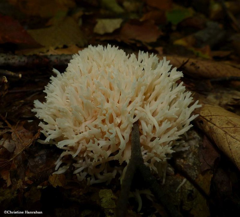 Coral fungi (Ramaria ?)