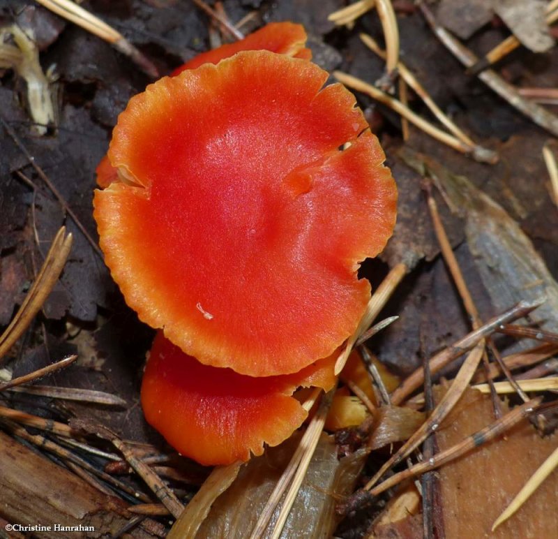 Waxcap mushroom (Hygrocybe)