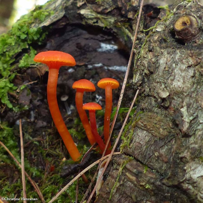 Waxcap mushrooms (Hygrocybe)