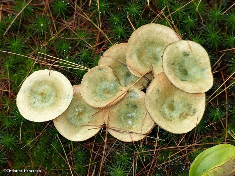Mushrooms (Lactarius)