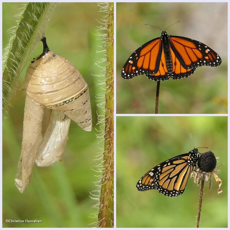 M is for Monarch Butterfly