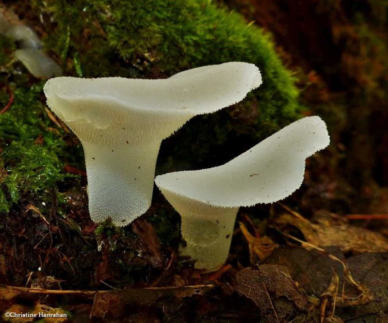 Toothed jelly fungus