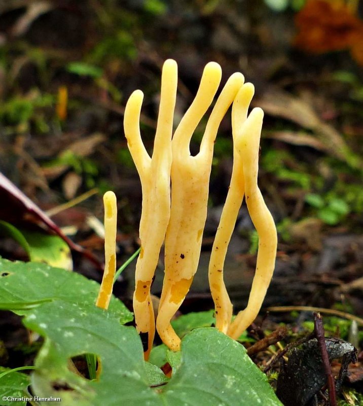 Coral fungus (Clavulinopsis)