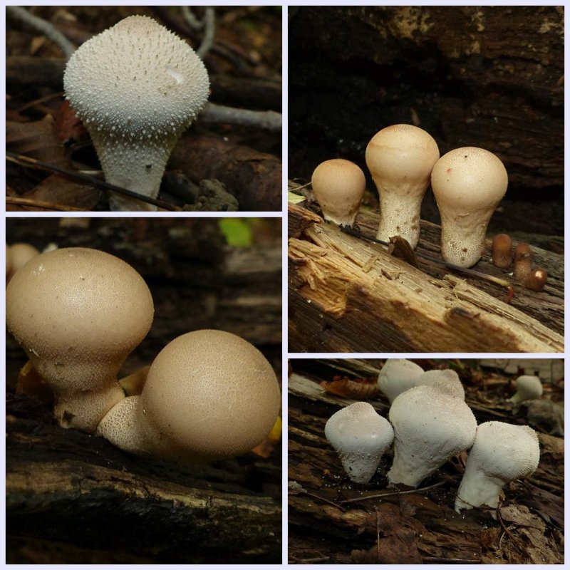 Common Puffballs  (Lycoperdaceae)