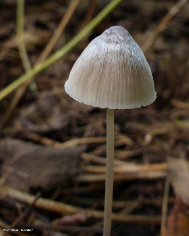 Mushroom (Mycena)