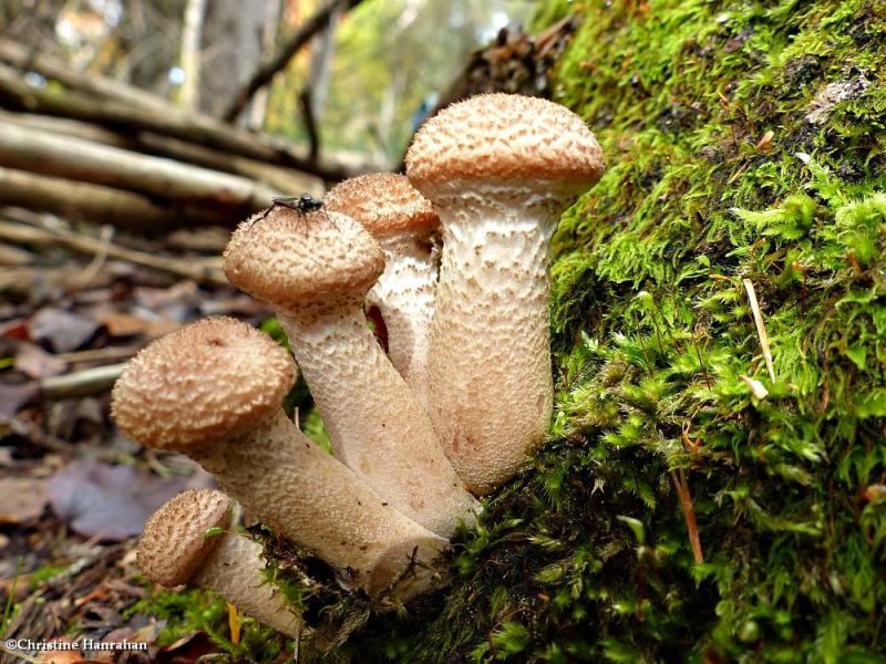 Honey Mushrooms  (Armillaria)