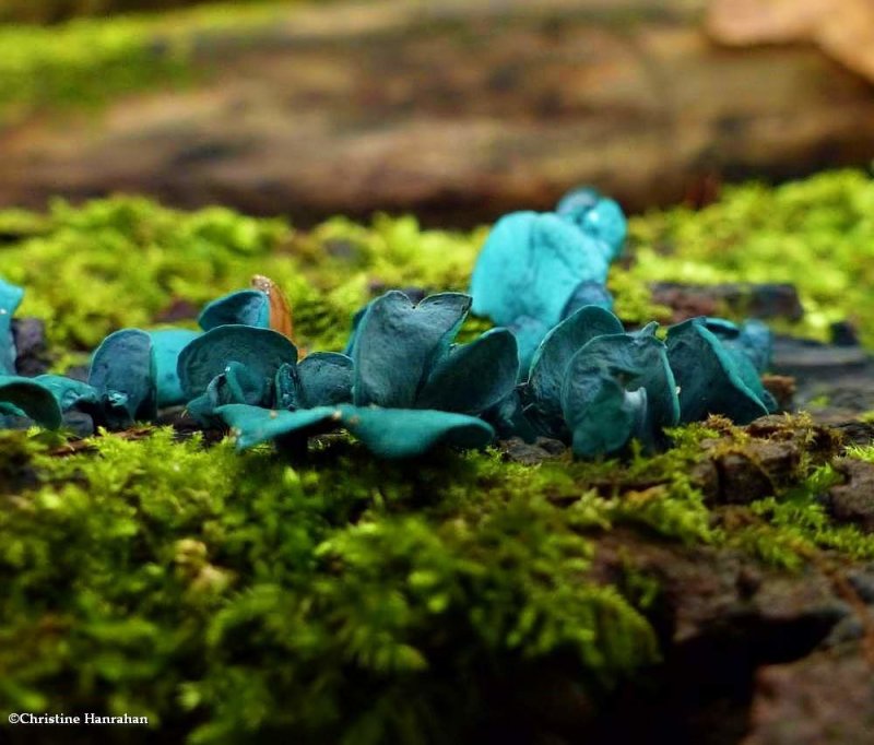 Blue stain fungus (Chlorociboria aeruginascens)