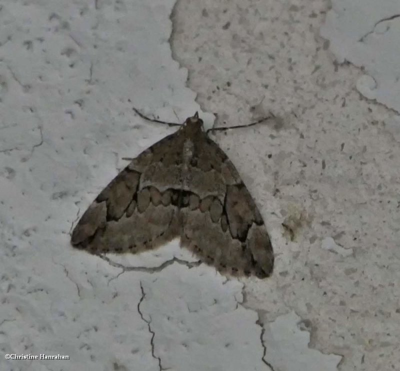 Juniper carpet moth   (Thera juniperata), #7217