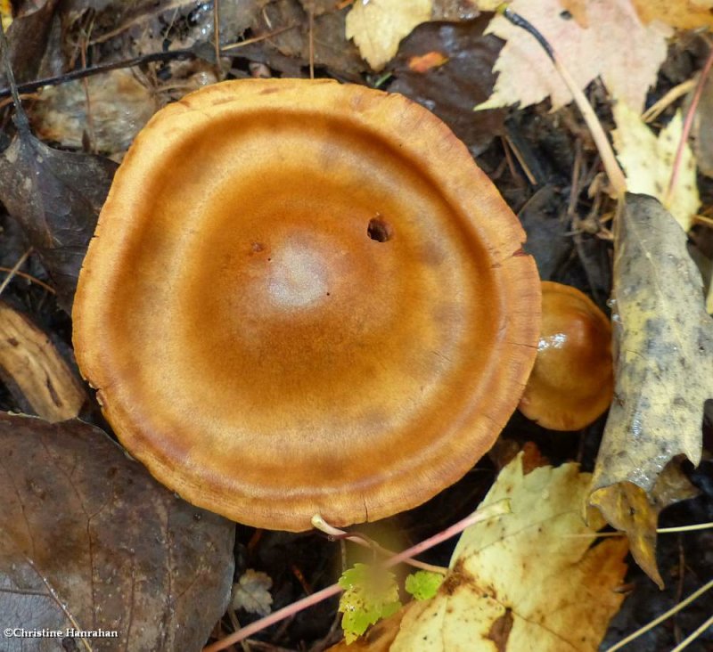 Surprise webcap mushroom (Cortinarius semisanguineus)