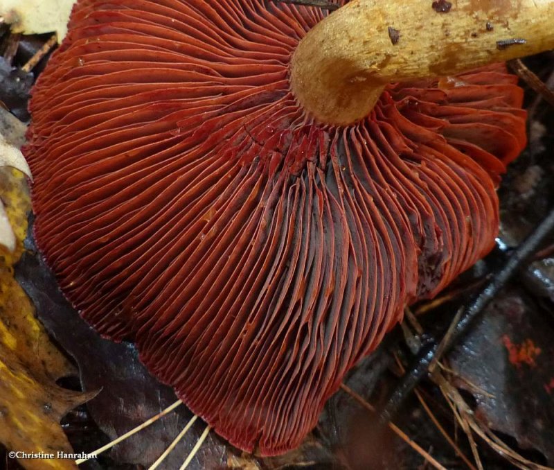 Surprise webcap mushroom (Cortinarius semisanguineus)