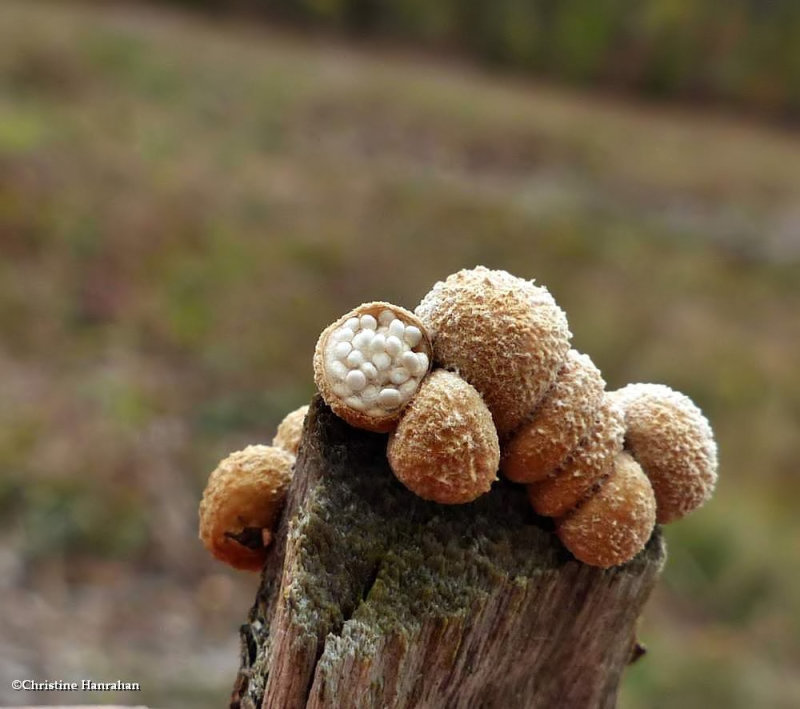 Bird's nest fungi 