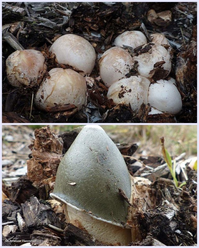 Ravenell's stinkhorn