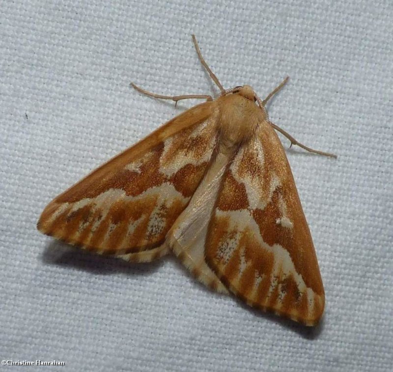 Northern pine looper moth  (Caripeta piniata), #6864