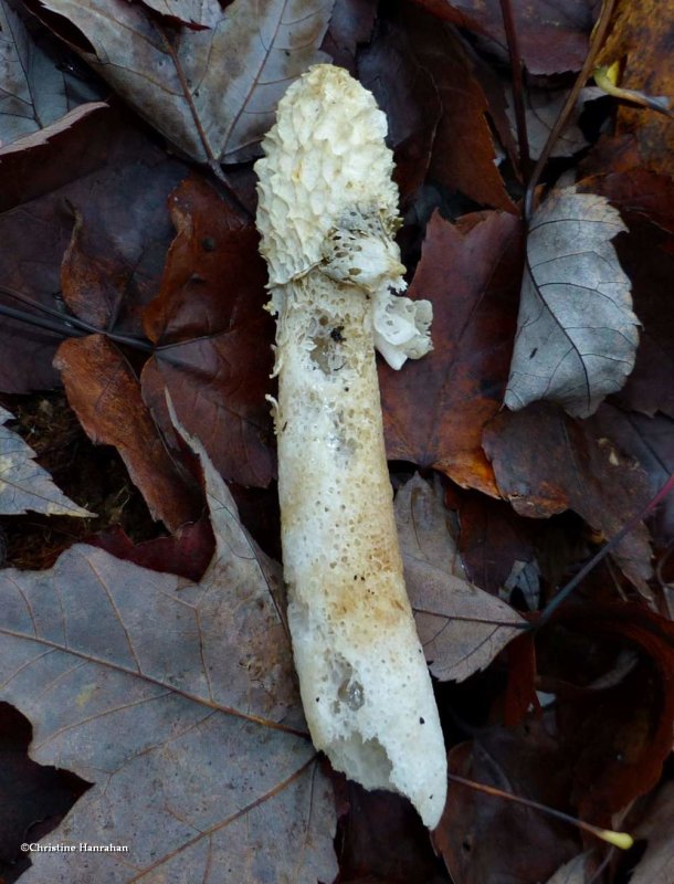 Stinkhorn fungus (Phallus duplicatus)