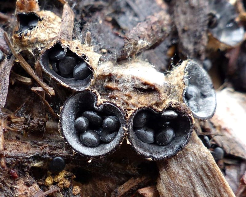 Bird's nest fungi (Cyathus)