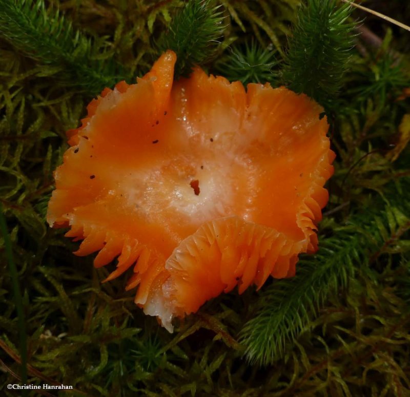  Orange Gilled Waxcap (Humidicutis marginata) 