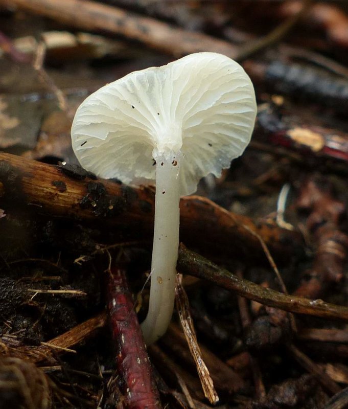 Mushroom (Cuphophyllus)