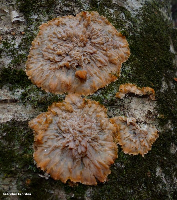 Polypore (Phlebia radiata)