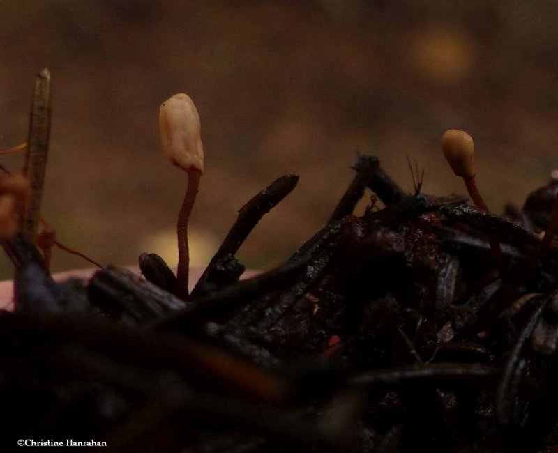 Fungi (Heyderia abietis)