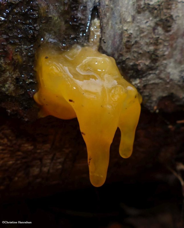 Orange jelly fungus  (Dacrymyces chrysospermus)