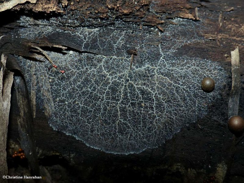 Slime Mould plasmodium