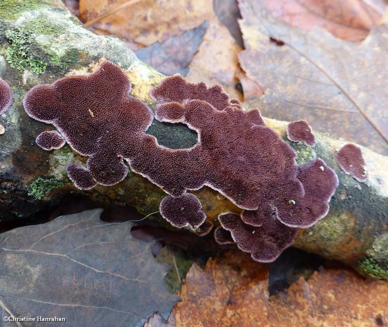 Polypore fungi (Trichaptum sp.)