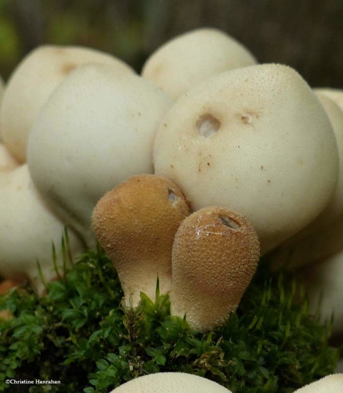 Puffballs (Lycoperdon)